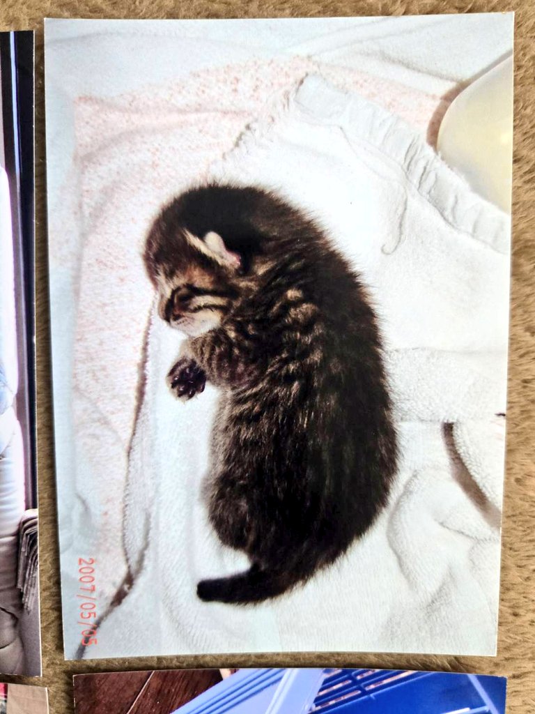 サフラン tweet media