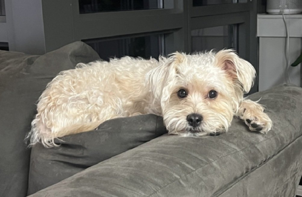 nyc_lilpaws2025's tweet image. Introducing Remy 236315 #NYCACC 
He is a 15.3 lb, 1 yr old puppy
Described as playful &amp;amp; active in prev home
Has become tense, exhibits defensive behavior in care 
#RescueOnly (ridiculous 🙄)
Let's find Remy a good home!
nycacc.app/browse/236315
#Pledge4Rescue #foster #adopt