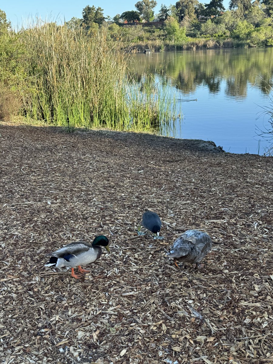 NetZeroCafe's tweet photo. #Spring #Ducks #Ducklings #GuajomePark #MorningWalk https://t.co/qFwznTCKe3