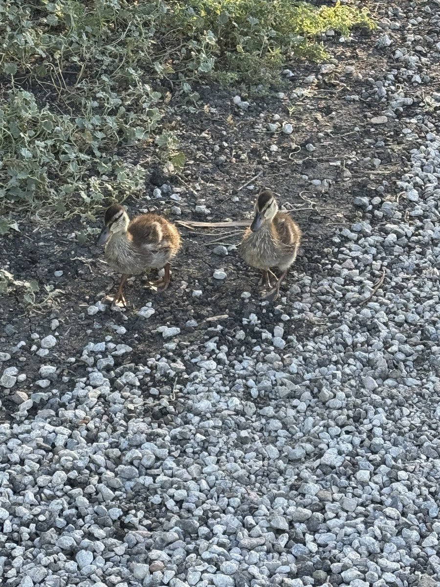NetZeroCafe's tweet photo. #Spring #Ducks #Ducklings #GuajomePark #MorningWalk https://t.co/qFwznTCKe3