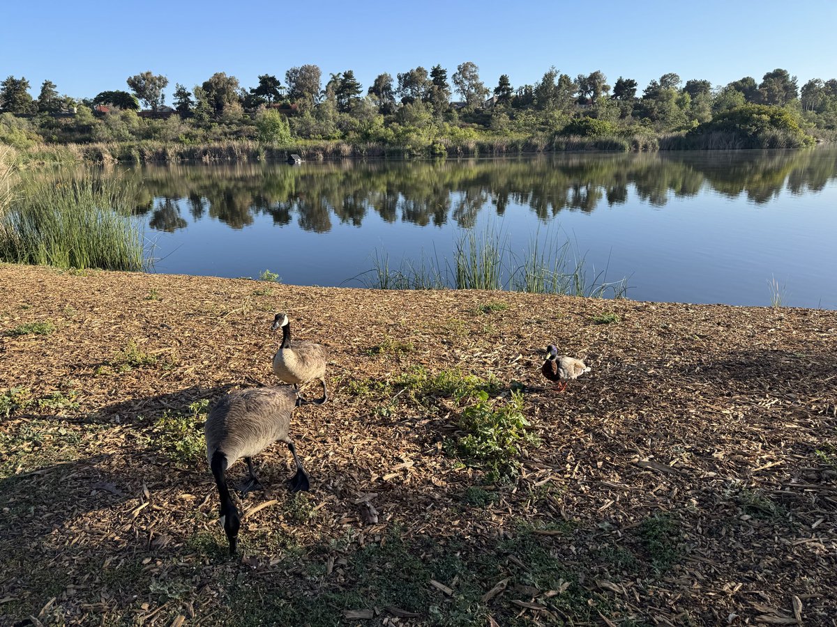 NetZeroCafe's tweet photo. #Spring #Ducks #Ducklings #GuajomePark #MorningWalk https://t.co/qFwznTCKe3