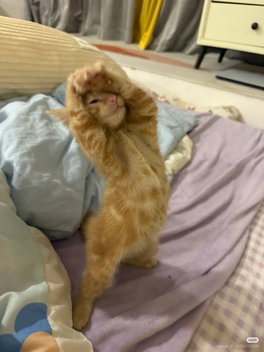 No Context Cats tweet media