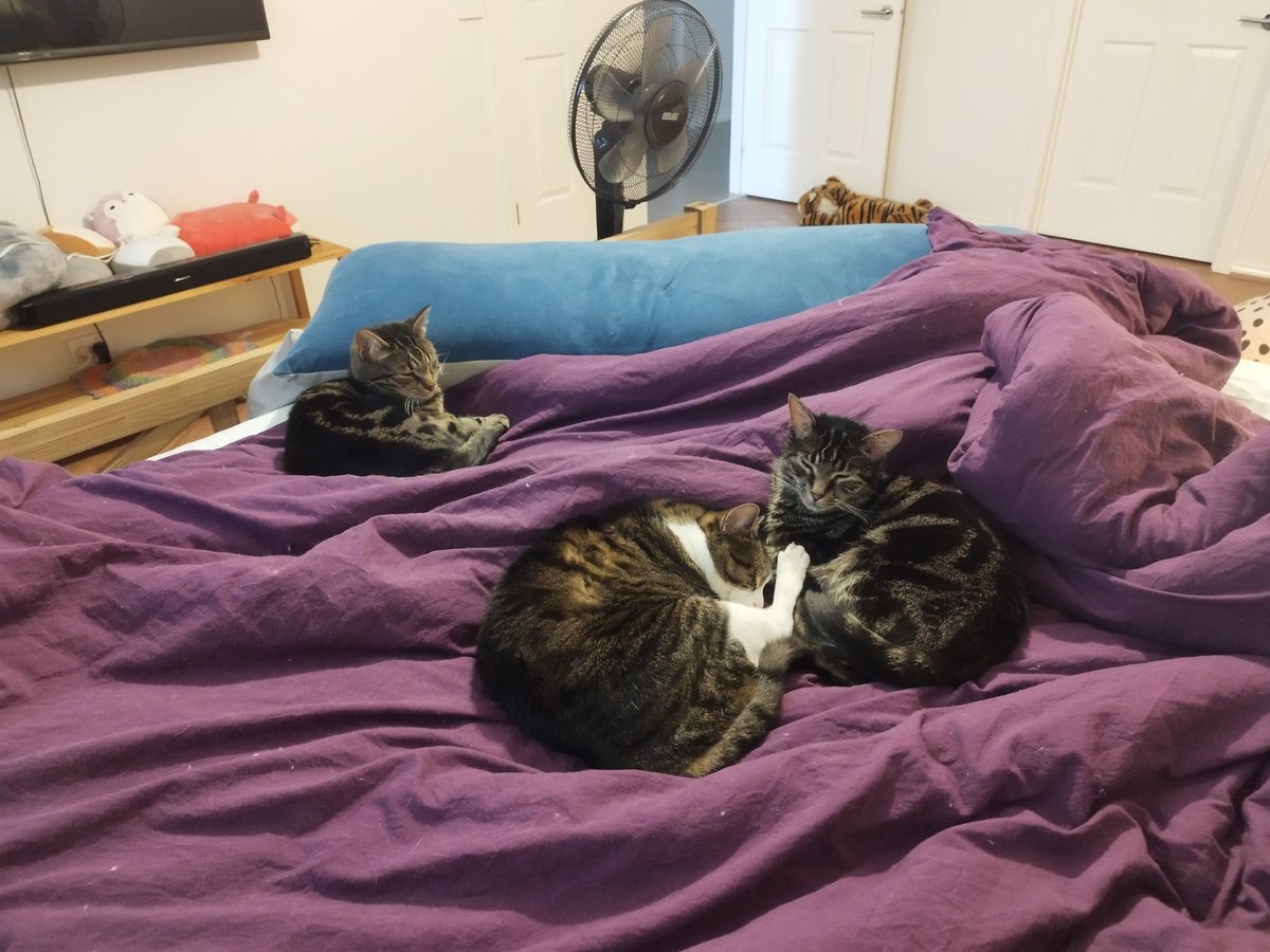 Siblings of Scruffkit tweet media
