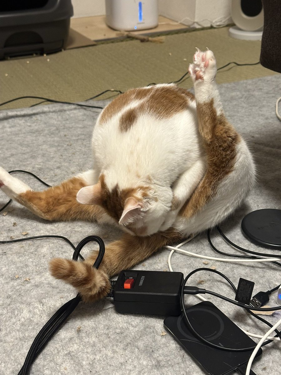 あしゃもん。 tweet media