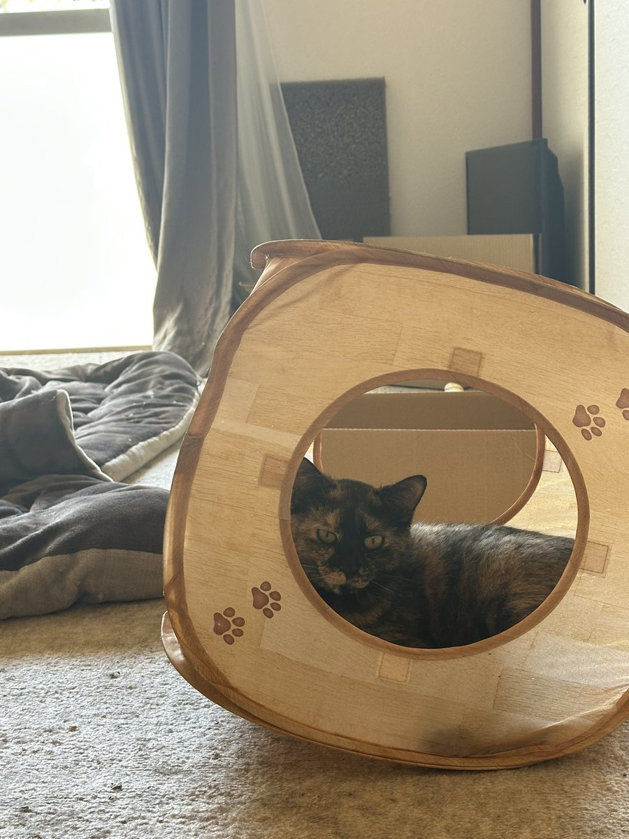 あしゃもん。 tweet media