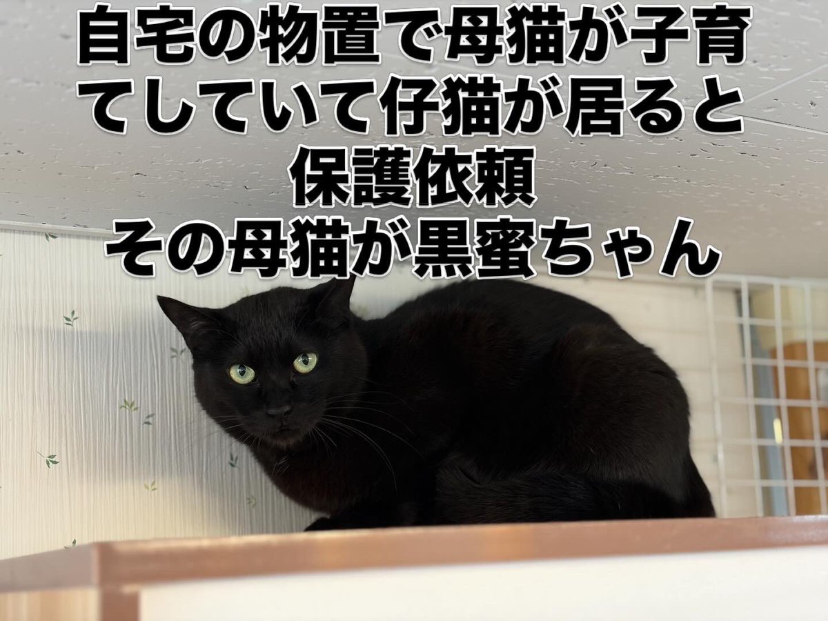 『おうちにおいで』 tweet media