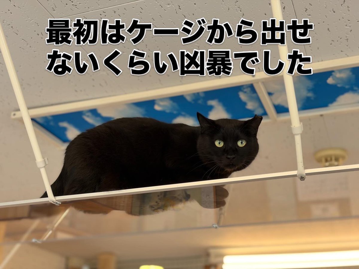 『おうちにおいで』 tweet media