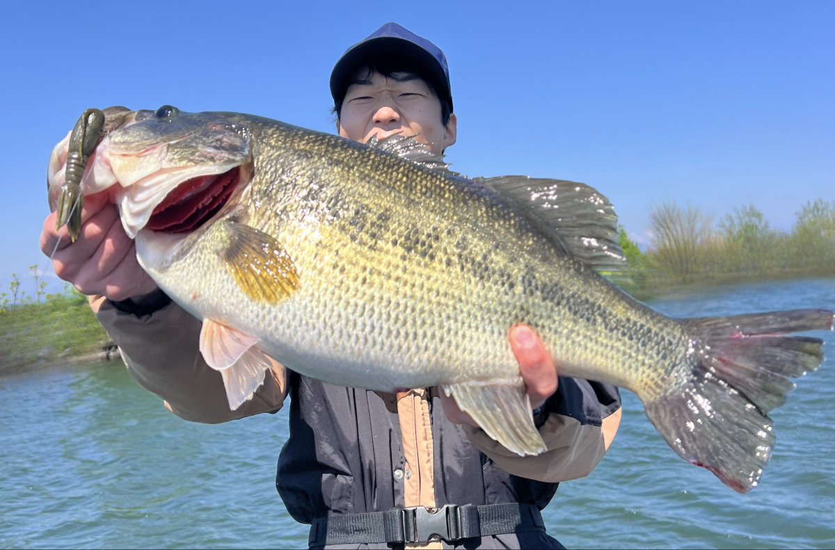 okuda_manabu's tweet image. 今日は奥田塾？ガイド?in琵琶湖
デカバスと言うかジャイアントバスが連発
マンバ5gフリーリグにロクのテンポン
#琵琶湖 #バス釣り #シマノ