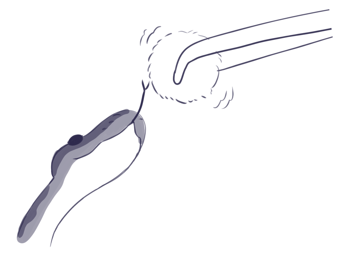 KhiraMusgrave's tweet image. She's been so gentle with her meals lately.

I'm surprised she didn't snatch her recent meal since she skipped a meal when she was shedding.

#art #pet #ballpython