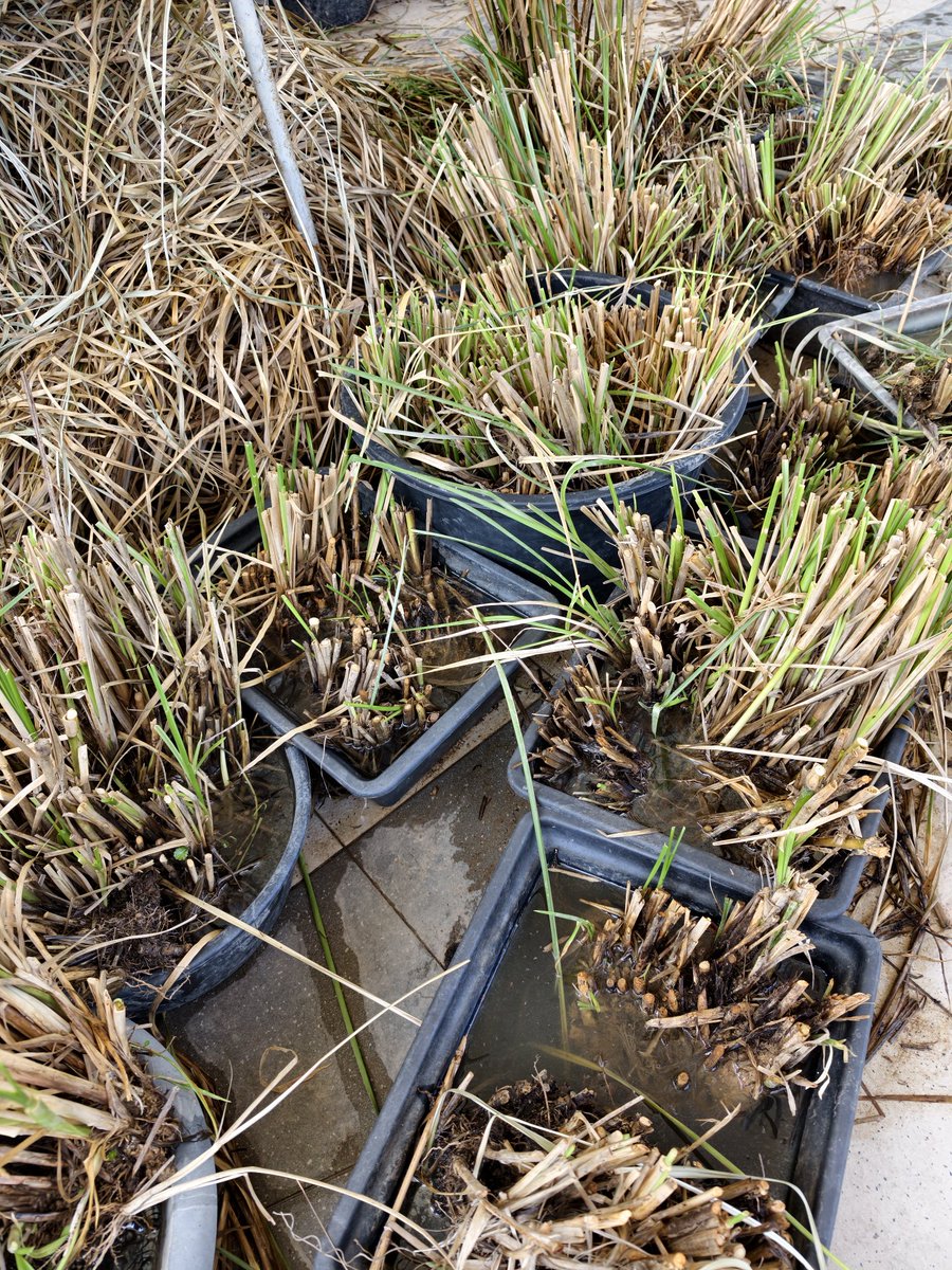 Vetiver Grass King Sabah© SOS ORGANIC FERTILIZER. tweet media