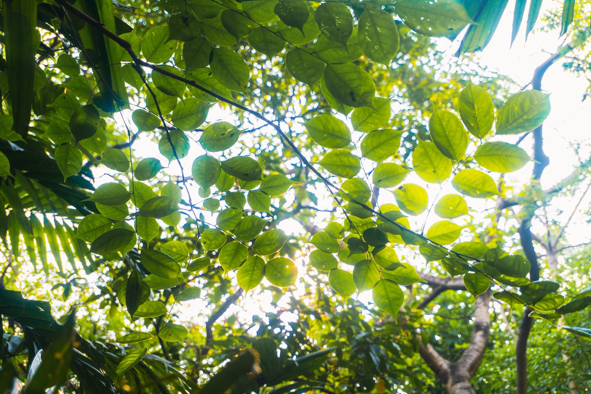 marknight_'s tweet image. Arroceros park 🌿
#manila #ph #sonyph