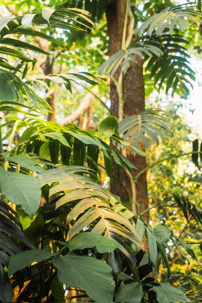 marknight_'s tweet image. Arroceros park 🌿
#manila #ph #sonyph