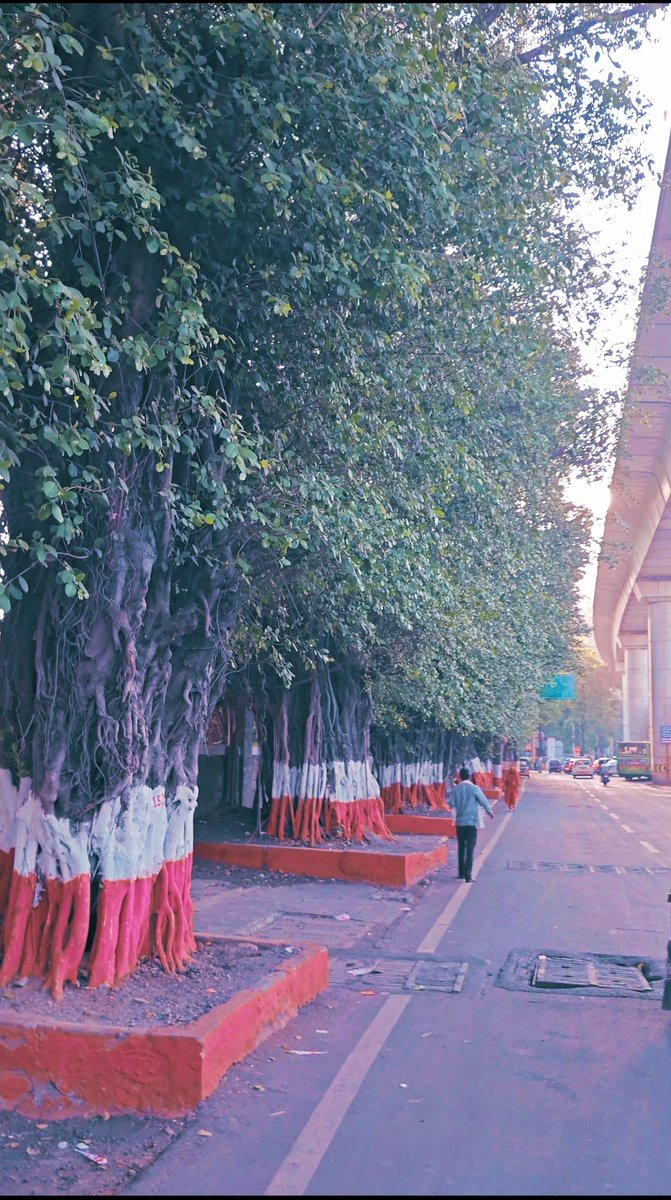 𝑆𝑡𝑎𝑛𝑑𝑖𝑛𝑔 𝑎𝑙𝑜𝑛𝑔 𝑮𝒂𝒏𝒆𝒔𝒉𝒌𝒉𝒊𝒏𝒅 𝑹𝒐𝒂𝒅, 𝑃𝑢𝑛𝑒 𝑓𝑜𝑟 𝑡ℎ𝑒 𝑝𝑎𝑠𝑡 70–80 𝑦𝑒𝑎𝑟𝑠, 𝑡ℎ𝑒𝑠𝑒 𝑁𝑎𝑛𝑑𝑟𝑢𝑘 (𝐹𝑖𝑐𝑢𝑠) 𝑡𝑟𝑒𝑒𝑠 𝑎𝑑𝑗𝑜𝑖𝑛𝑖𝑛𝑔 𝑡ℎ𝑒 𝑃𝑜𝑙𝑖𝑐𝑒 𝐺𝑟𝑜𝑢𝑛𝑑 ℎ𝑎𝑣𝑒 𝑠𝑢𝑑𝑑𝑒𝑛𝑙𝑦 𝑏𝑒𝑒𝑛 𝑙𝑎𝑏𝑒𝑙𝑙𝑒𝑑 𝑎𝑠