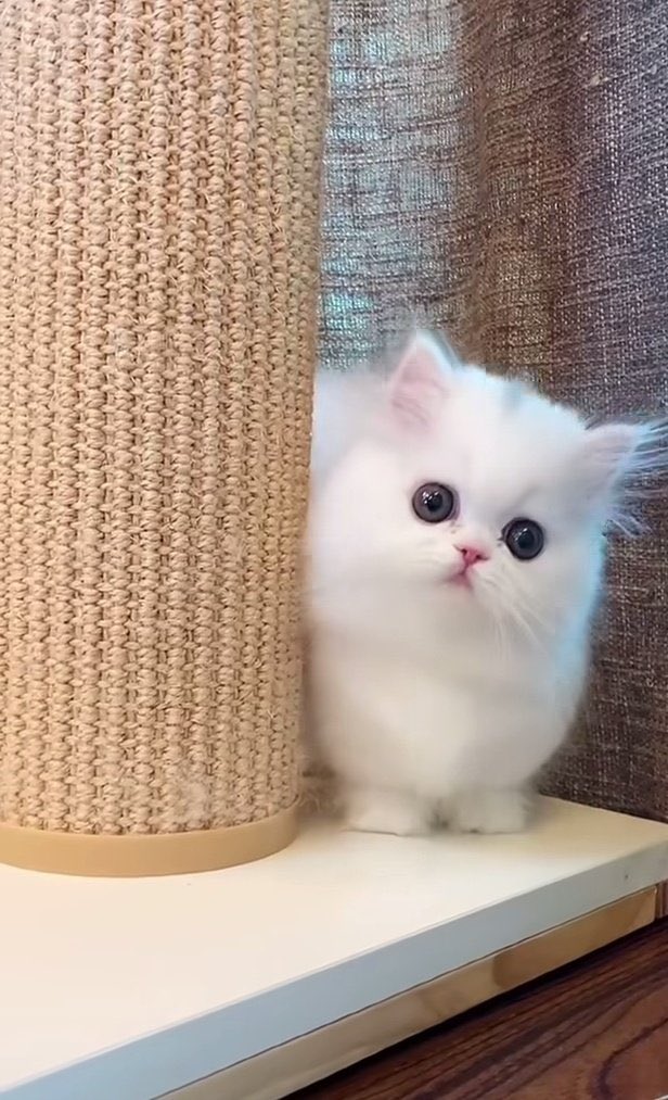 Miss Jennifer tweet media