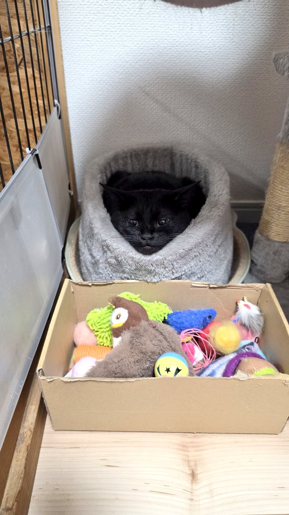 🐾ねここ🐾 tweet media