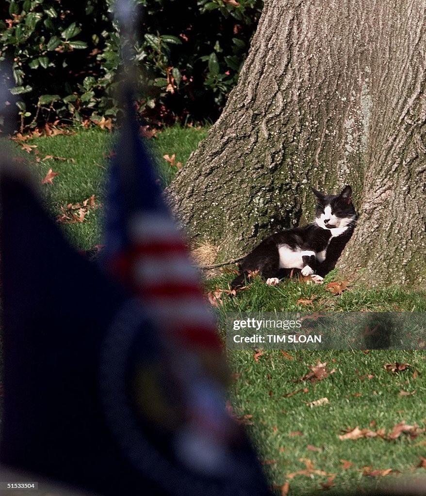 bigeorgewbush's tweet photo. Socks for President 2028! https://t.co/LqsGgnMKD8