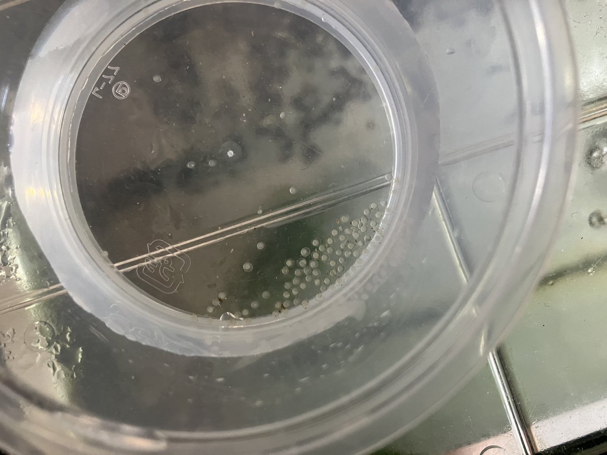 釜揚げしらす tweet media