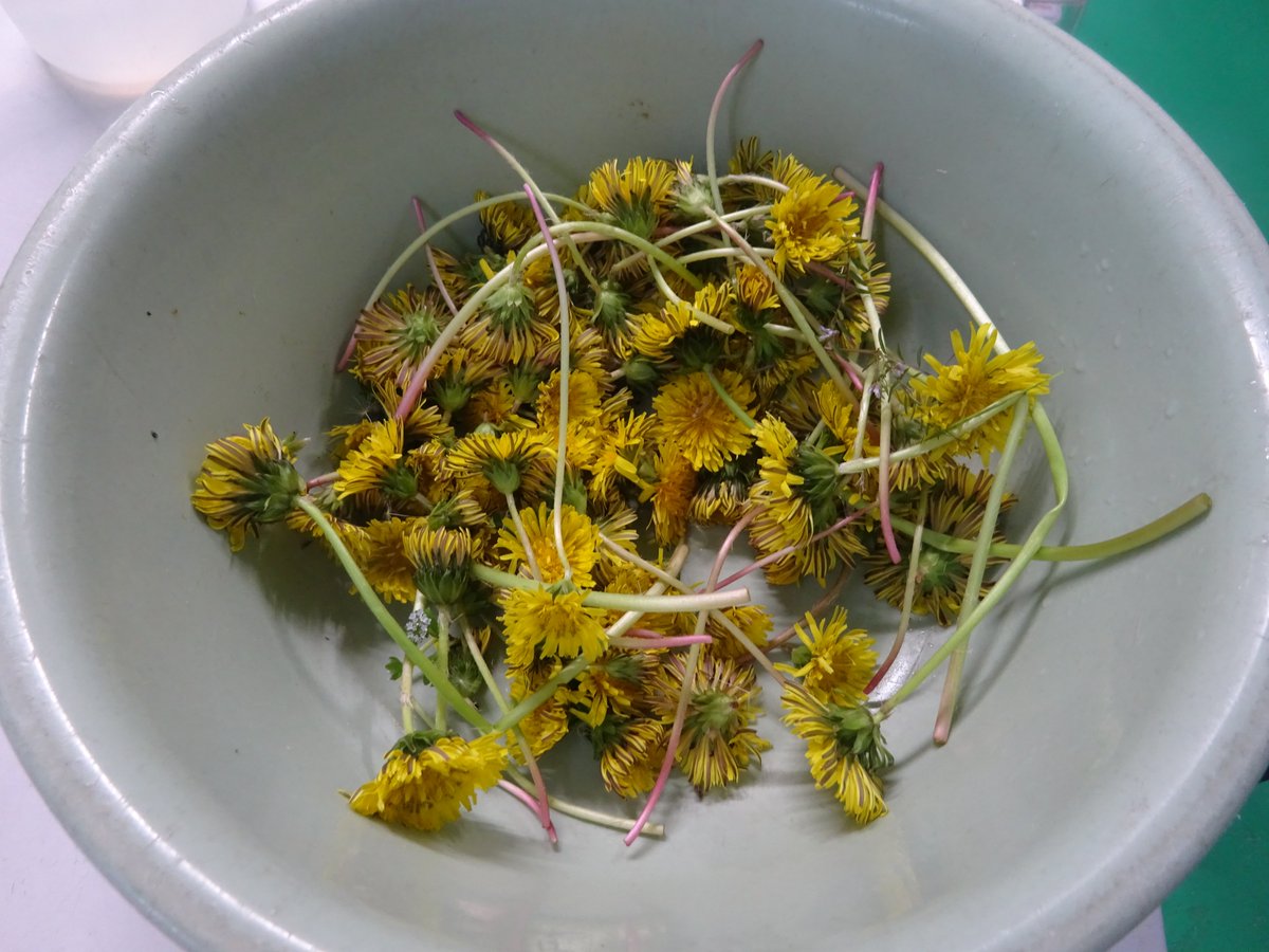 ScopePre's tweet photo. 春になり河川敷にも西洋タンポポの花が咲き始めたので、集めてトカゲやリクガメに与えてみました。
鮮やかな黄色が食欲をそそるようで、よく食べてくれました。 https://t.co/9ihlREkcrW