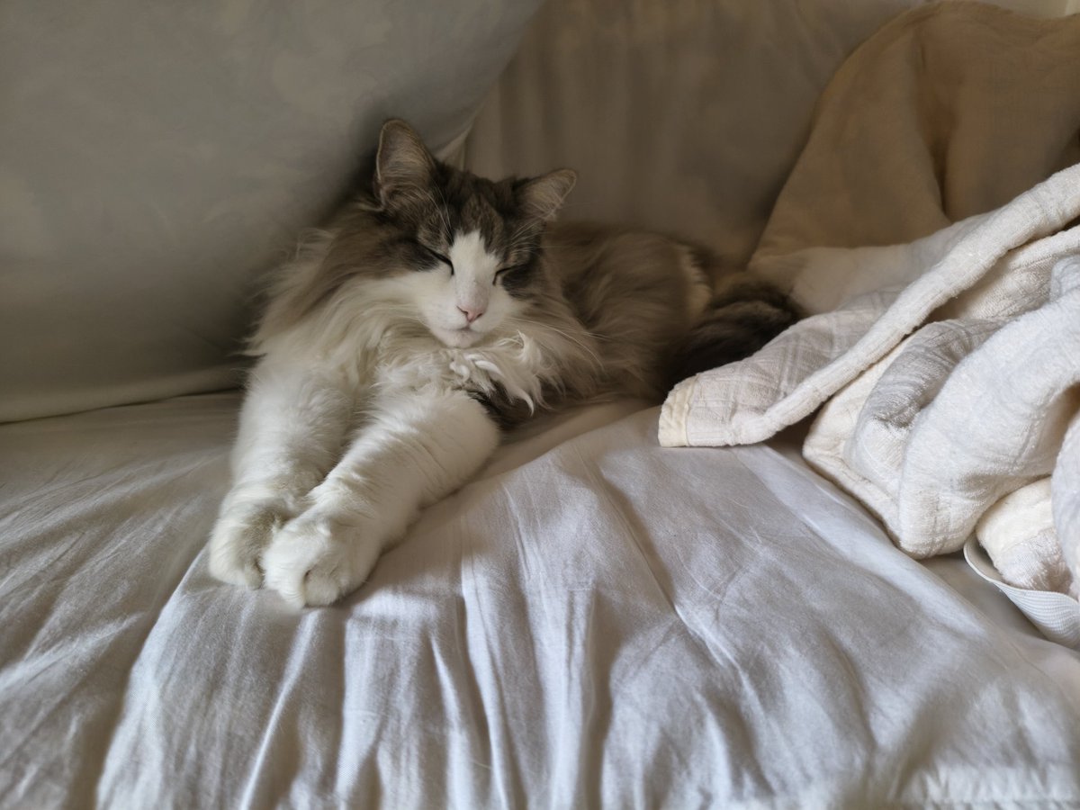 Lilychan☪️🐾 tweet media