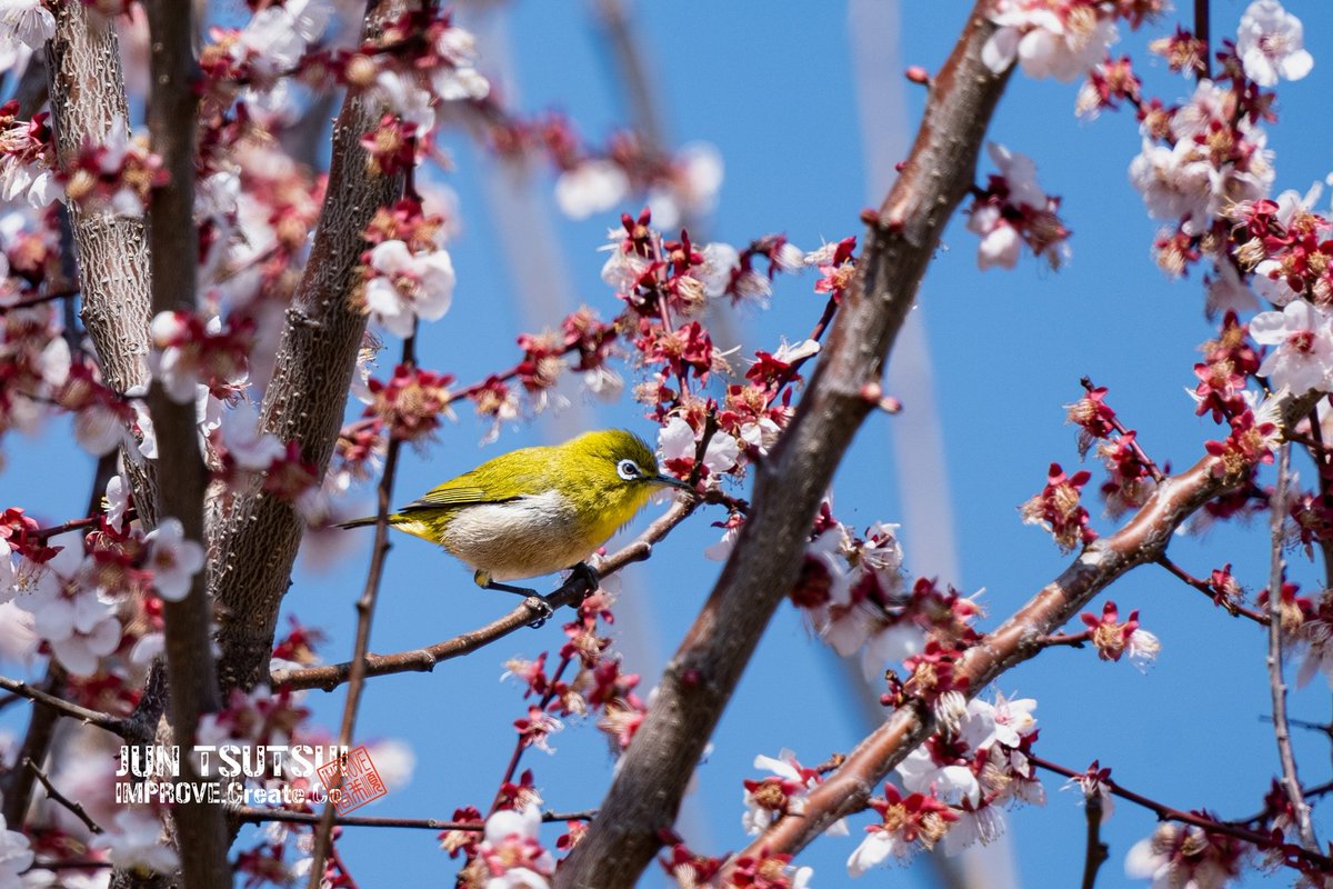 お気に入りの過去Pic
梅とメジロ

#camera #梅 #梅の花 #メジロ #ウメジロー