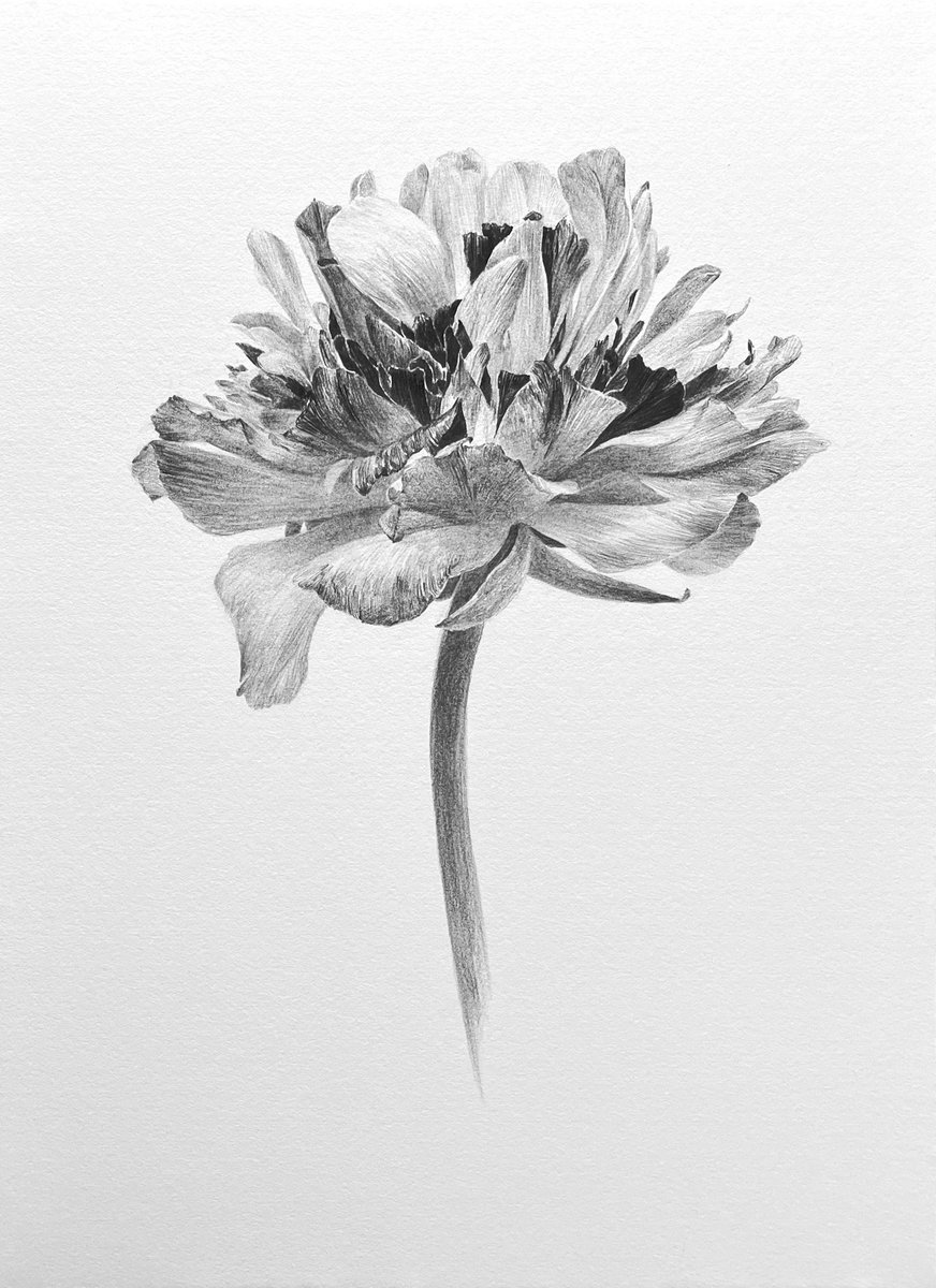 「鉛筆画」|Nao Yamamoto Nagiのイラスト