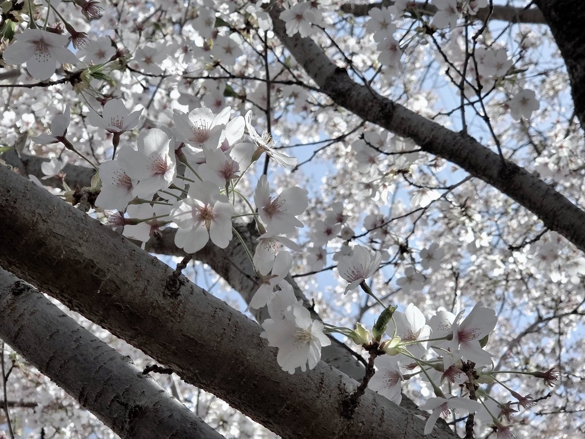 来世は幸せ！@翡翠のまち tweet media