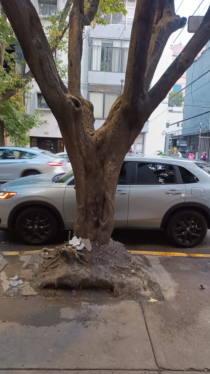 Mansacalab tweet media