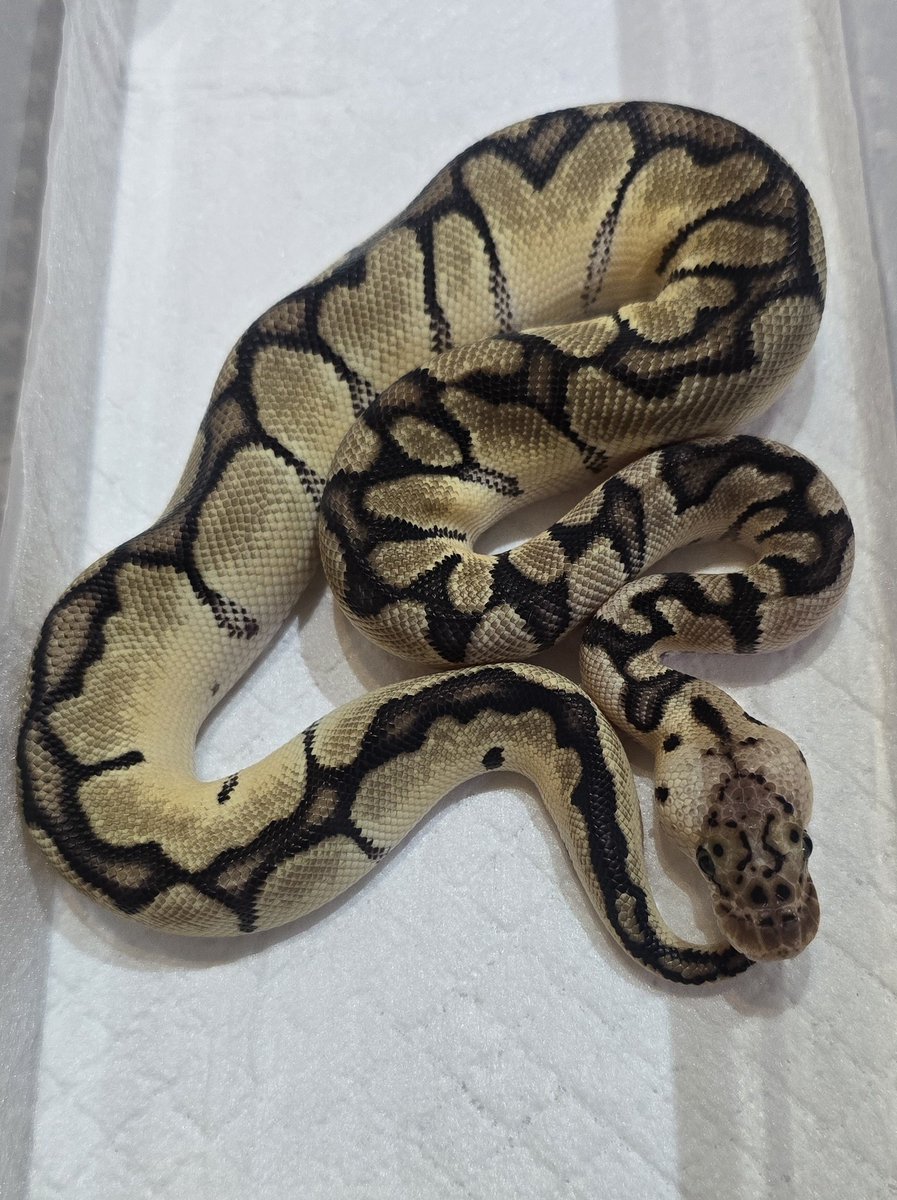 クレスの卵今日で90日経過
画像は関係のない
なんか入ってそうなパステルクラウン
#NEWReptilesDay 
#ボールパイソン
#あまやどり