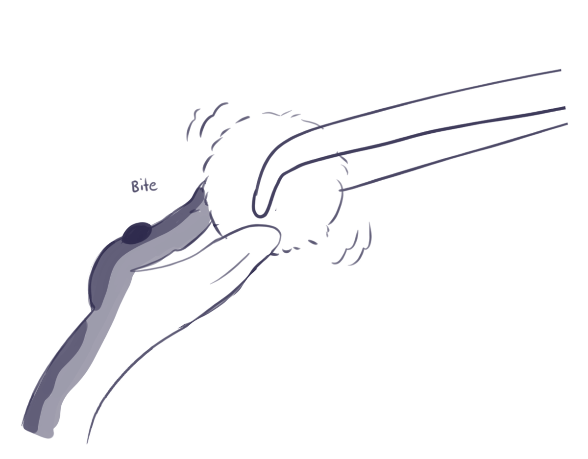 KhiraMusgrave's tweet image. She's been so gentle with her meals lately.

I'm surprised she didn't snatch her recent meal since she skipped a meal when she was shedding.

#art #pet #ballpython