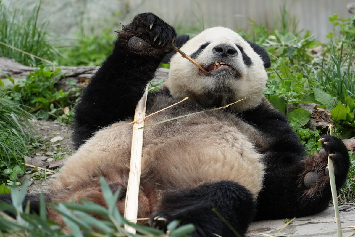 シャン日記 tweet media