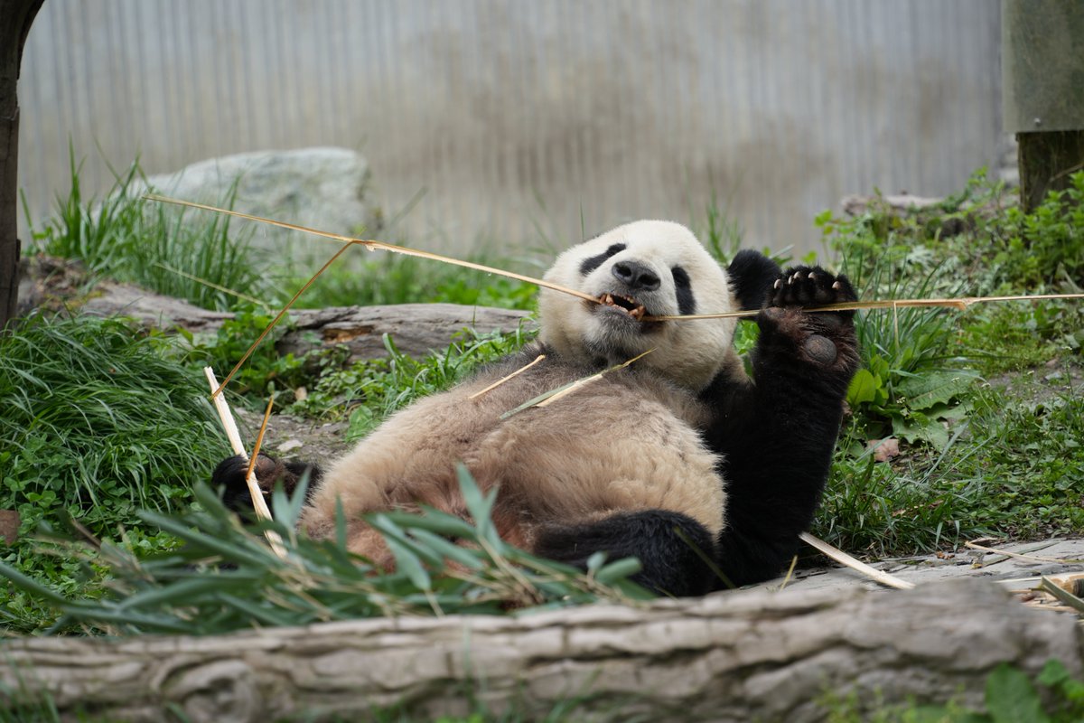 シャン日記 tweet media