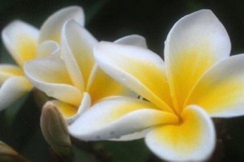 Actually Chan posting this on Lao/Thai/Cambodian new years feels extra special 🥺💗 Dok Champa is the national flower of Laos symbolizing joy &amp; good luck 🇱🇦 

sabaidi pi mai to everyone celebrating &amp; to all my friends who don’t I’m praying for abundance, love &amp; peace for u 💗
