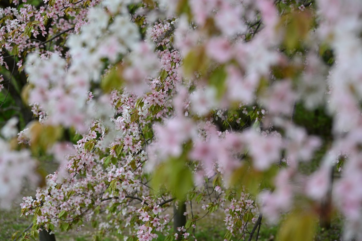 写真日和 tweet media