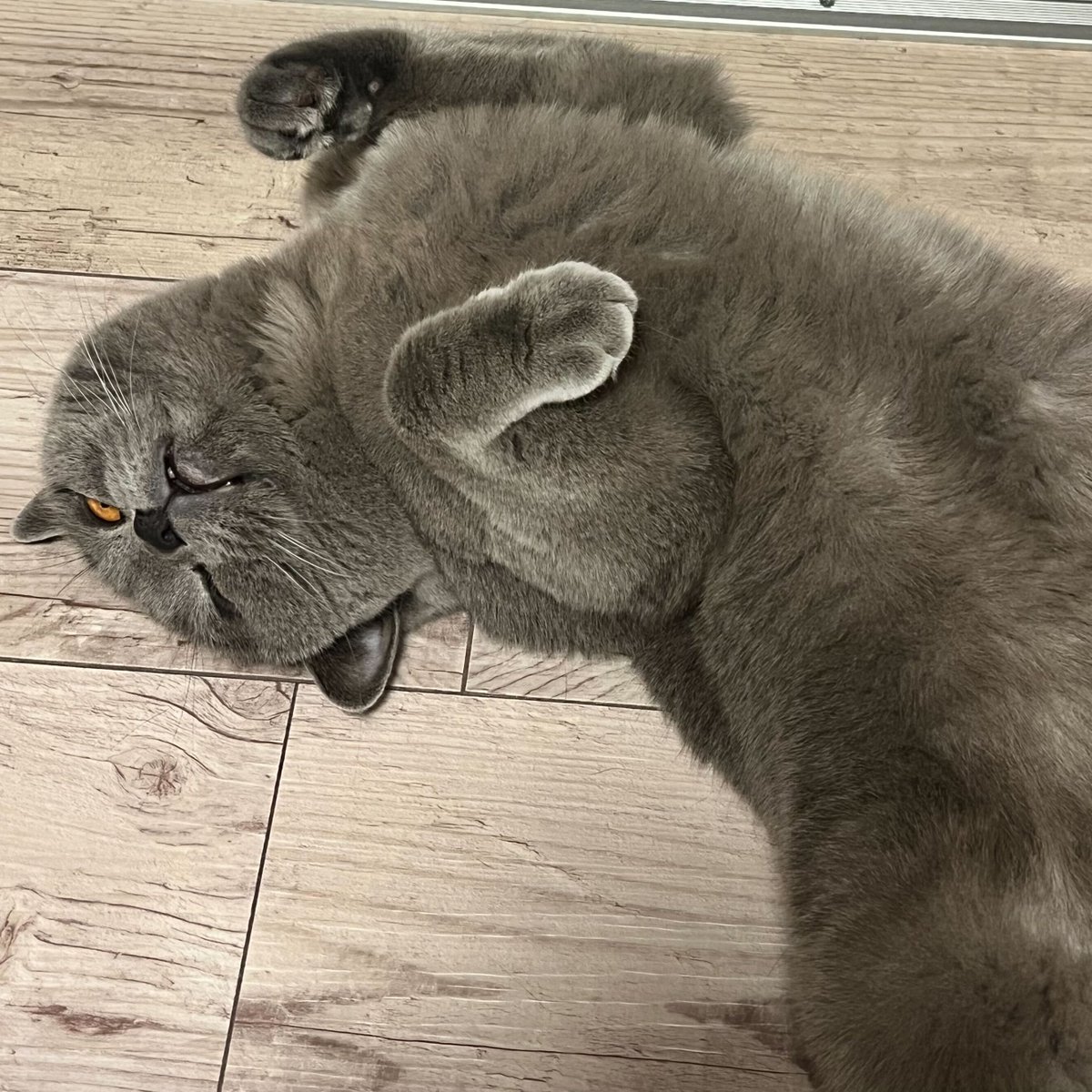 プラダンのヤマコー【公式】 tweet media