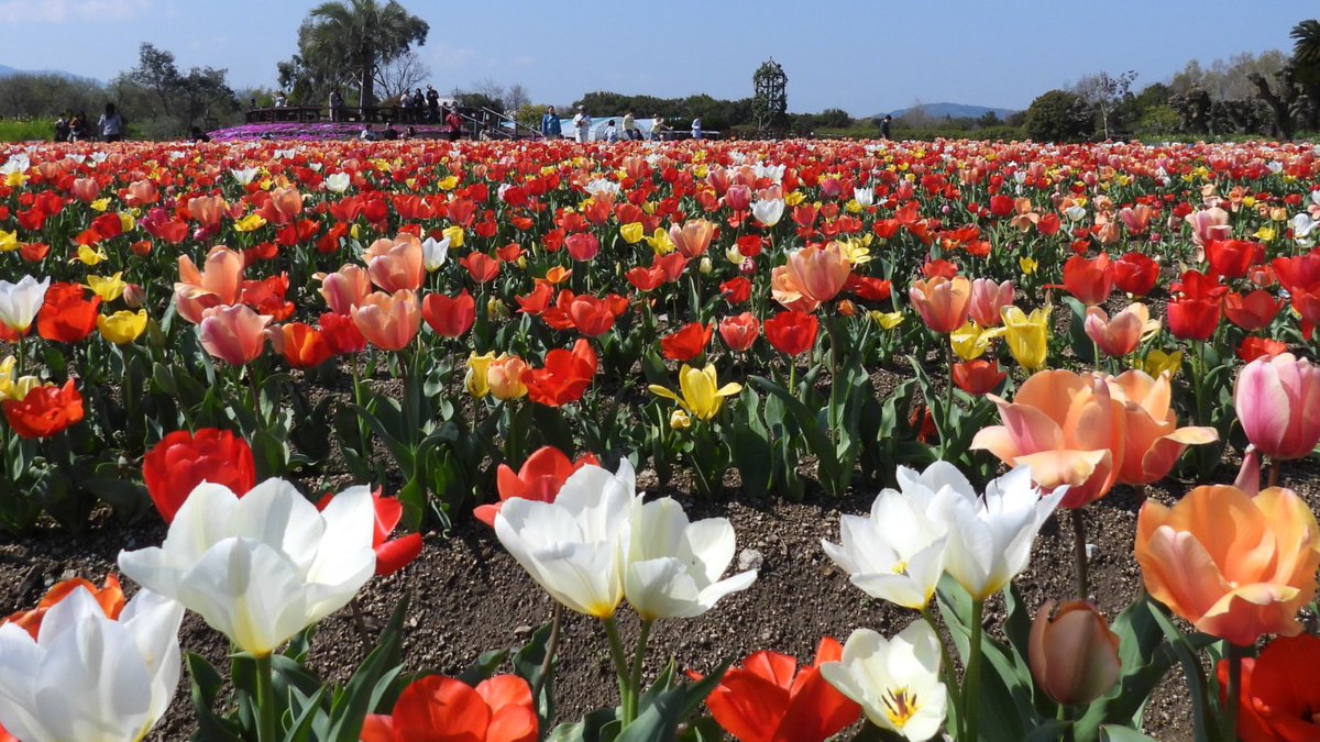 FUayusakai's tweet photo. まるで花の絨毯!和泉リサイクル環境公園のチューリップが過去最高に綺麗すぎた…2026年4月3日
https://t.co/pWe1X2Zhxb
#チューリップ #花の絨毯 #和泉リサイクル環境公園 #大阪観光 #関西お出かけ #春の絶景 #花畑 #絶景スポット
#Tulips #FlowerCarpet #OsakaTravel #JapanSpring #FlowerField https://t.co/qictYG6Taa
