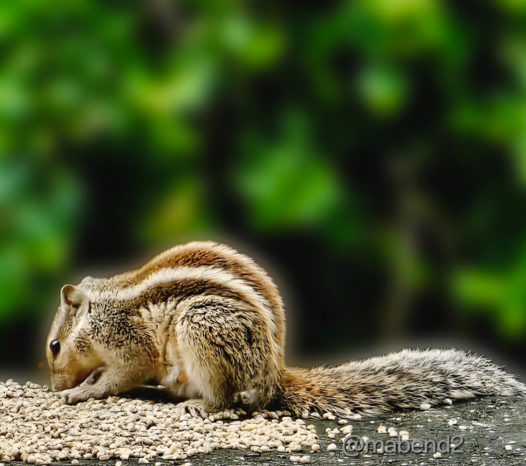 Manda Bendre 🇮🇳 tweet media