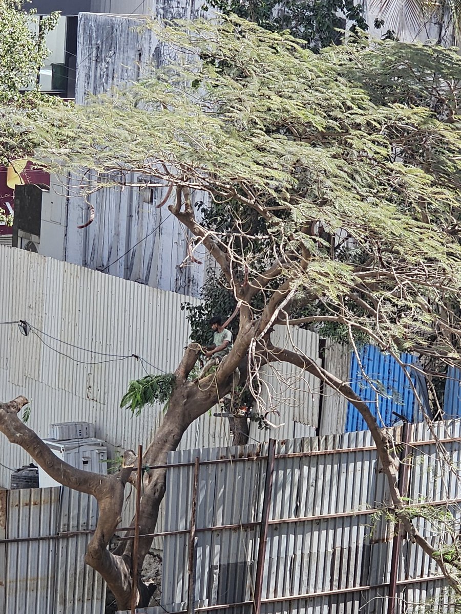 One by one every single tree will be chopped in Bandra and this doomed city of Mumbai. 
Temperatures already rising upto 37 degrees in March is only the beginning. 

<a href="/mybmcWardHW/">Ward HW BMC</a> hope permissions are in place for felling these trees in private properties, or an FIR is surely
