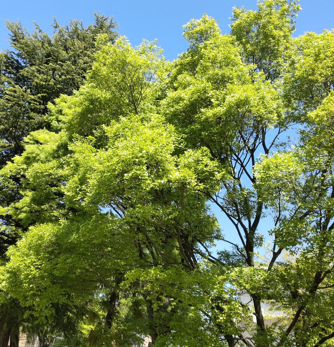 k_sena_i's tweet photo. 天気が良かったので公園に行ってきた！
自然に飢えている…。 https://t.co/nXwNd5QmGr