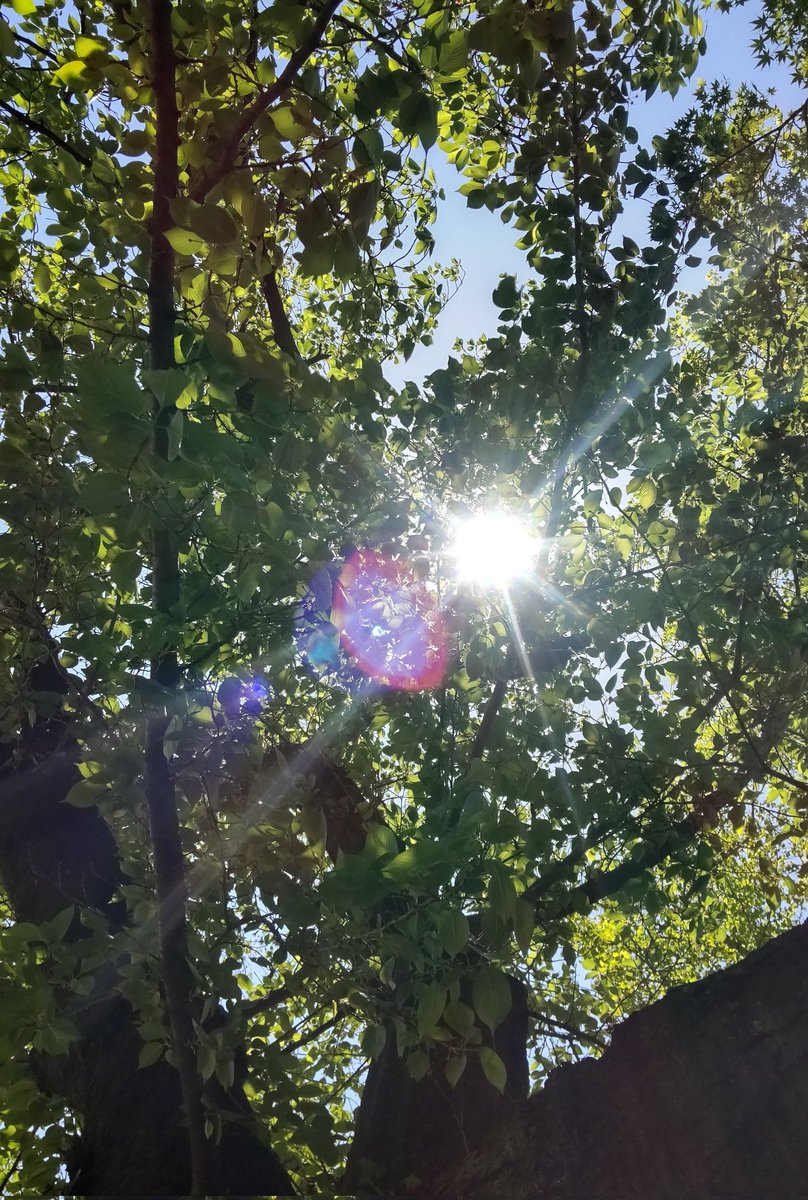 k_sena_i's tweet photo. 天気が良かったので公園に行ってきた！
自然に飢えている…。 https://t.co/nXwNd5QmGr