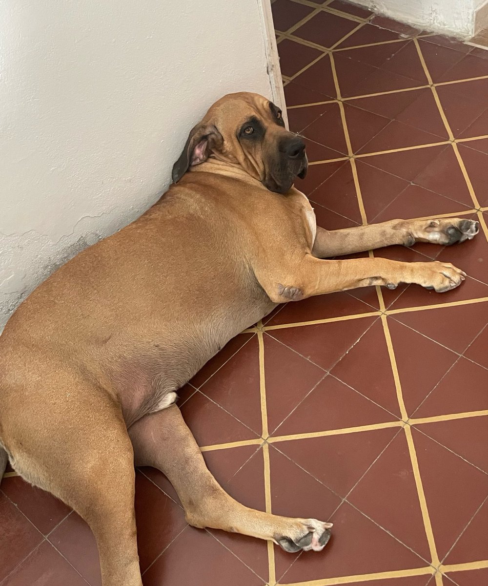 Paulina Jarque tweet media