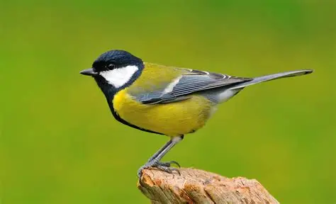 NightmareWasHad's tweet photo. @Jovian_Run @ella_s2210 I am also a bird enjoyer. Marvelous specimen, round. https://t.co/epjTmLxaT0
