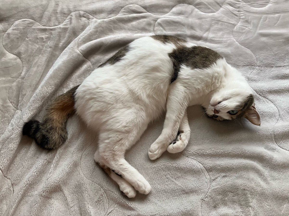 スタジオフグリ♨️ tweet media