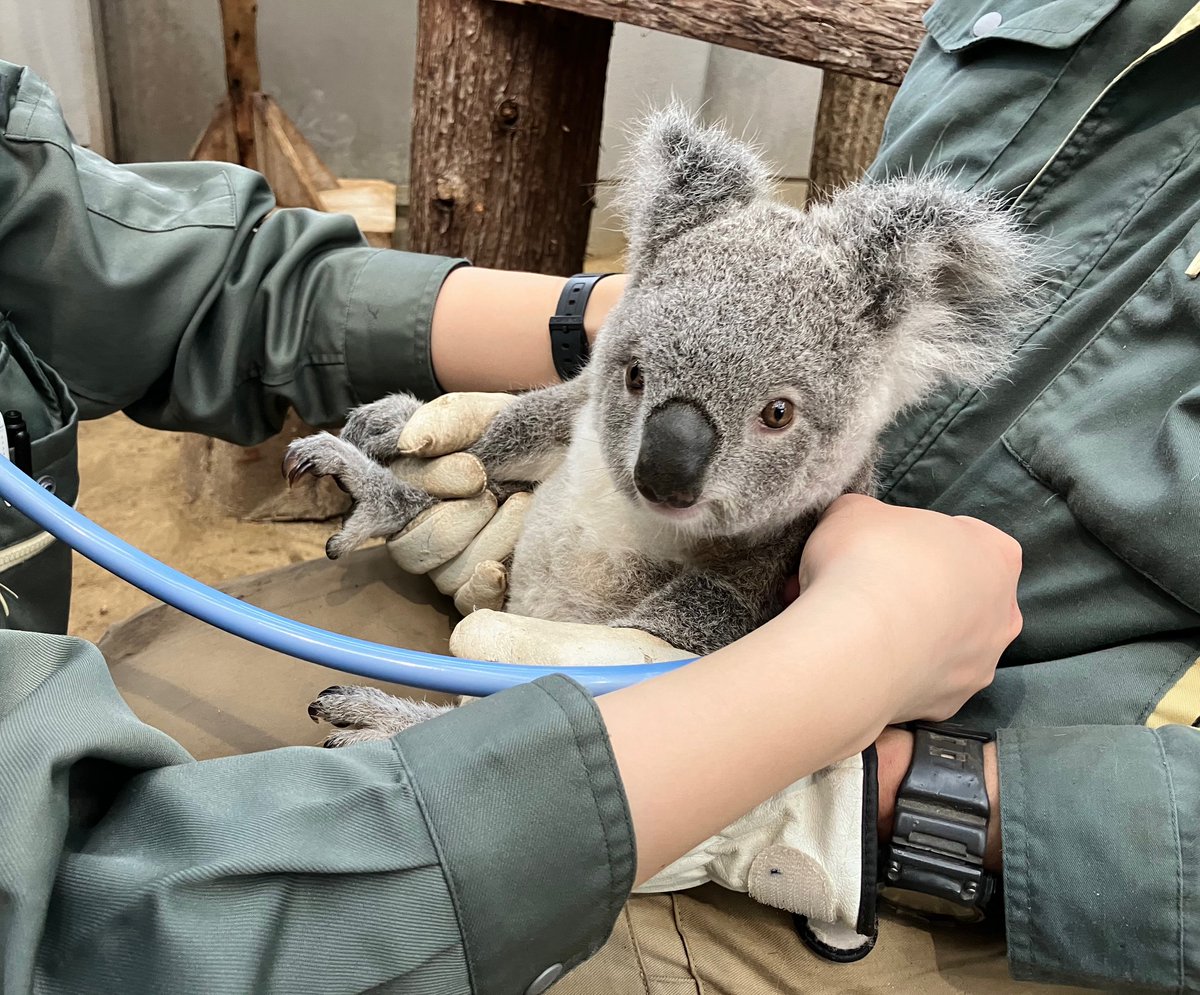 鹿児島市平川動物公園 tweet media