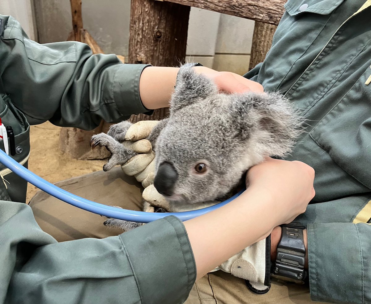 鹿児島市平川動物公園 tweet media