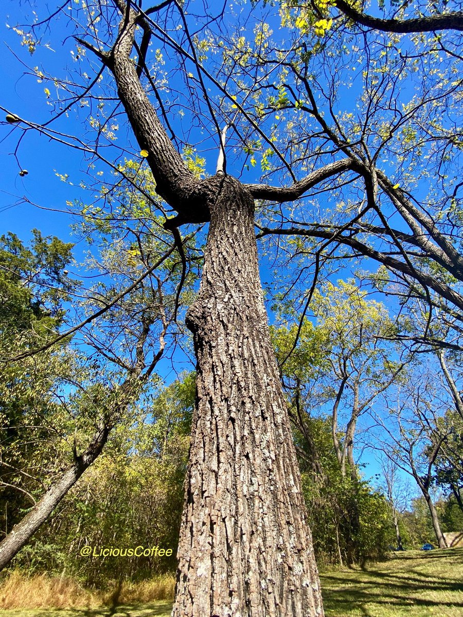 LiciousCoffee's tweet image. The 🌎 is full of amazing contents, see it, recognize it, create IT—find Art in Nature

😍 A third 0ne~of~a~kind💪🏽
Long outstretched arm-length
A 🌿🌳🌿story displayed #flex #reflex #Powerful 
#TreeWhisperer 
#Nature #NaturePhotography #Photography #PhotographyIsArt #Tree #Park