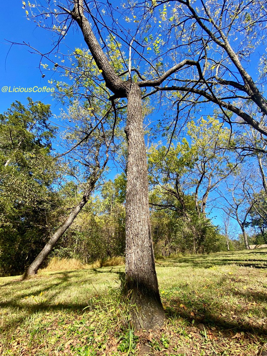 LiciousCoffee's tweet image. The 🌎 is full of amazing contents, see it, recognize it, create IT—find Art in Nature

😍 A third 0ne~of~a~kind💪🏽
Long outstretched arm-length
A 🌿🌳🌿story displayed #flex #reflex #Powerful 
#TreeWhisperer 
#Nature #NaturePhotography #Photography #PhotographyIsArt #Tree #Park
