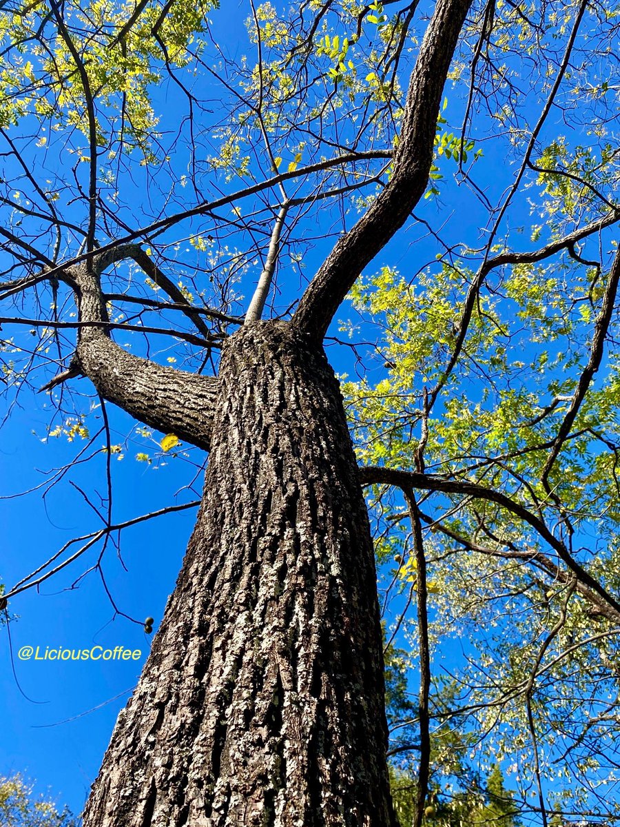 LiciousCoffee's tweet image. The 🌎 is full of amazing contents, see it, recognize it, create IT—find Art in Nature

😍 A third 0ne~of~a~kind💪🏽
Long outstretched arm-length
A 🌿🌳🌿story displayed #flex #reflex #Powerful 
#TreeWhisperer 
#Nature #NaturePhotography #Photography #PhotographyIsArt #Tree #Park