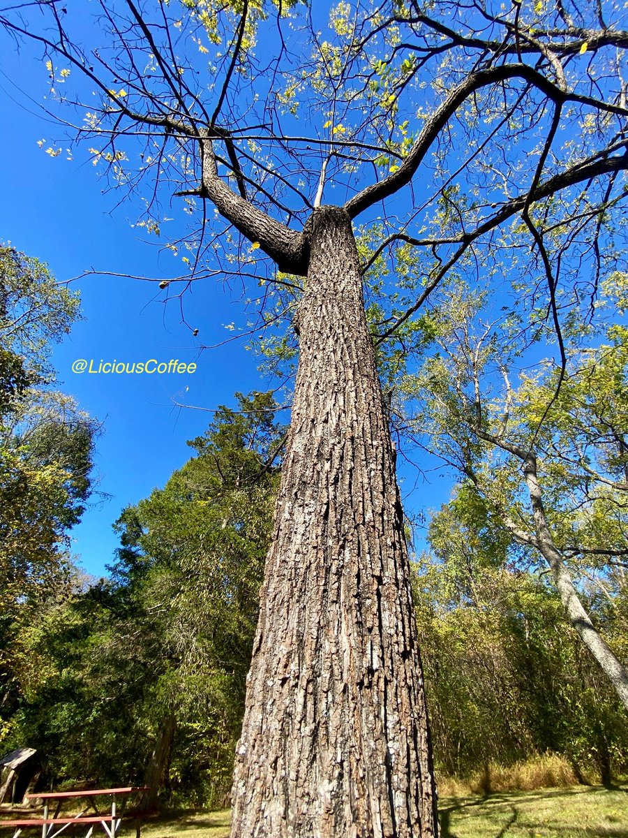 LiciousCoffee's tweet image. The 🌎 is full of amazing contents, see it, recognize it, create IT—find Art in Nature

😍 A third 0ne~of~a~kind💪🏽
Long outstretched arm-length
A 🌿🌳🌿story displayed #flex #reflex #Powerful 
#TreeWhisperer 
#Nature #NaturePhotography #Photography #PhotographyIsArt #Tree #Park