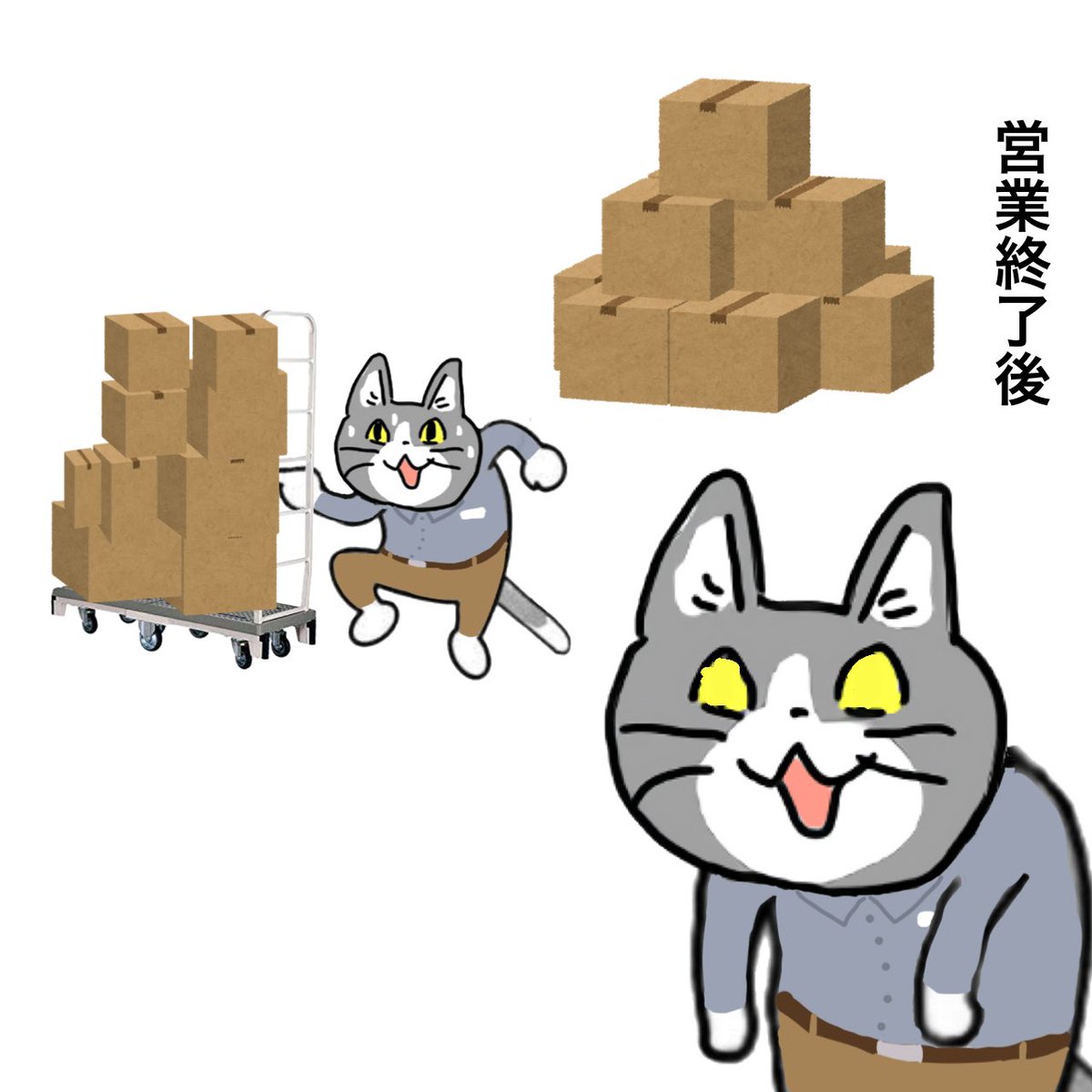 ホームセンター猫 tweet media