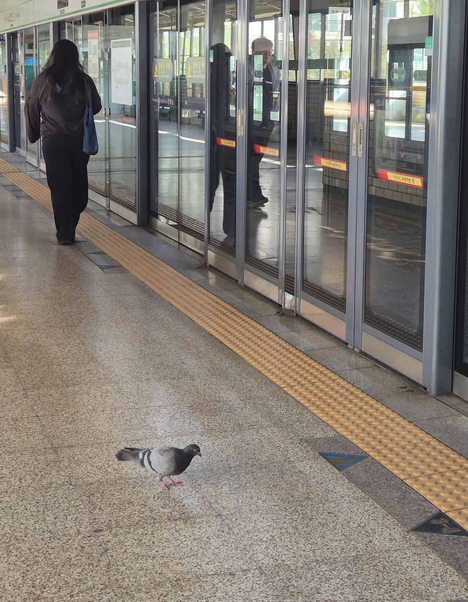 Saintporte P(セーポ) tweet media